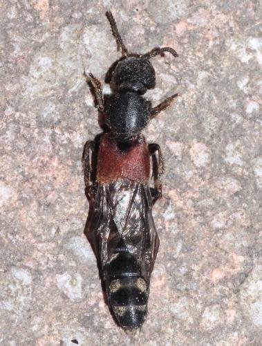 Réf. 289 733 : Platydracus stercorarius